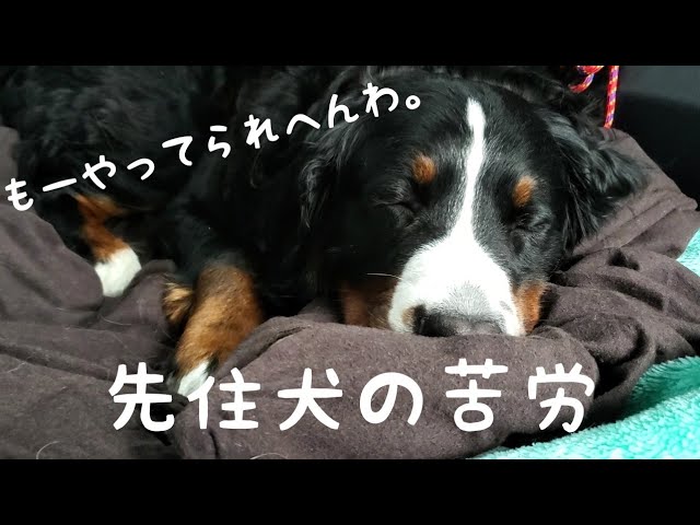 先住犬の苦労 バーニーズ マウンテン ドッグ 大型犬との暮らし Youtube 先住犬の苦労 バーニーズ マウンテン ドッグ 大型犬との暮らし Youtube