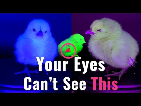 The AI Uncovering the Invisible Secret in Baby Chicks