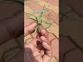 Spider Plant from bulbs in water #terracegardenindia #gardenflowers #garden #gardenplants