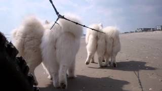 Sand Scootering:  Samoyeds at Sea Isle City, NJ by SamoyedMoms 1,799 views 10 years ago 58 seconds