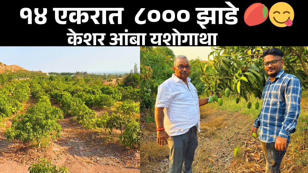 Organic आंबा शेतीत क्रांती! 14 एकर केशर आंबा, शेतकऱ्याचं यश बघून तुम्ही थक्क व्हाल | mango farming