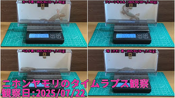 【Memorandum】 2025年07月22日 RPi-Cam-Web-Interfaceを用いたニホンヤモリのTimelapse観察