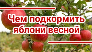 Чем подкормить яблони весной.