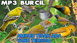 MP3 BURCIL Ribut Paling Ampuh untuk Pikat Burung Yang Susah Turun ‼️