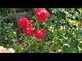 King arthur rose plant fetzer syrah courageous madrigal