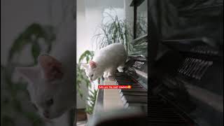 Cat- the best Healers #music #singersongwriter #newmusic #newartist #youtubeshorts #petsofmumbai001