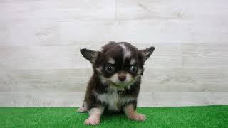 Coo&RIKU No.00749572 チワワ（ロングコート） - YouTube