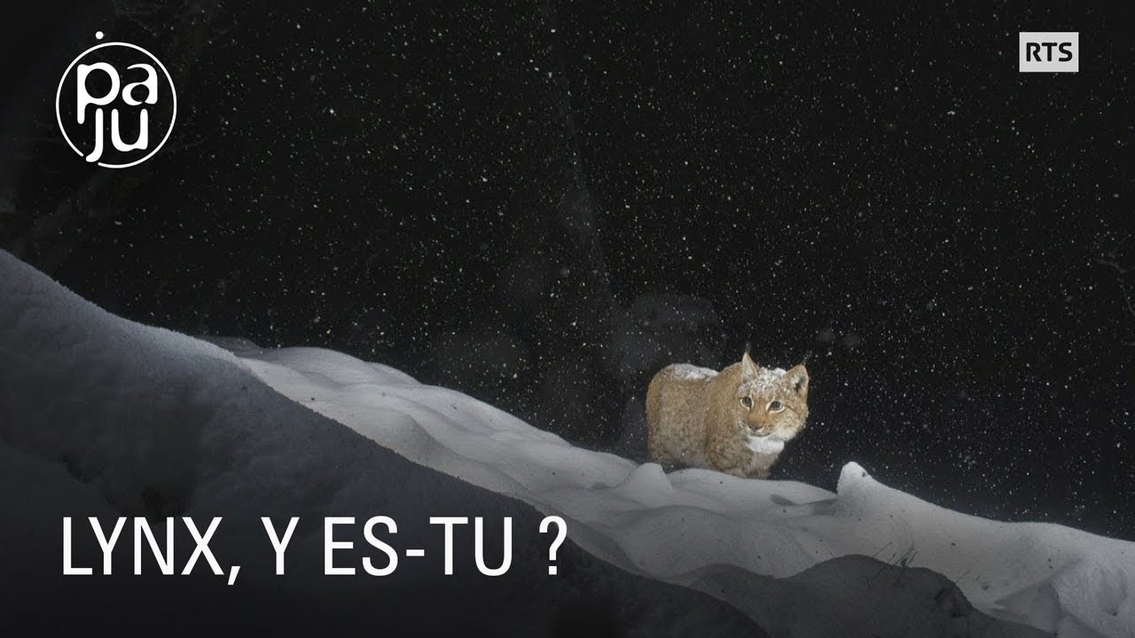 Des passionnés traquent le lynx boréal, véritable fantôme de la forêt