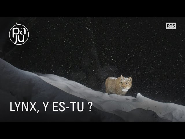 Des passionnés traquent le lynx boréal, véritable fantôme de la forêt class=