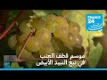 موسم قطف العنب في نبع النبيذ الأبيض فرانس 24 FRANCE 24 