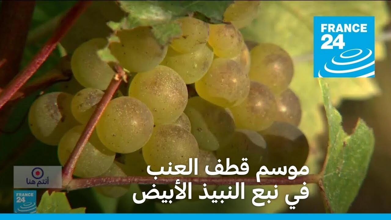 موسم قطف العنب في نبع النبيذ الأبيض • فرانس 24 / FRANCE 24