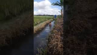 Fahri Mandi Di Sawah