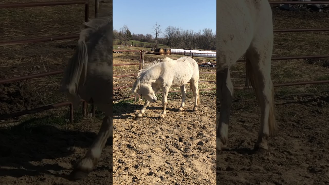 Mustang Boy Horse Cheating @ Poker 