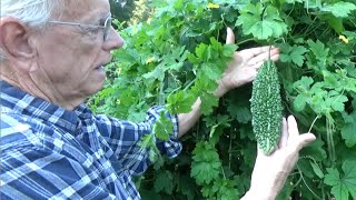 BITTER MELON  NEW TRELLIS & HARVEST  HOW TO DO IT  (OAG 2016)