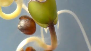 Broccoli seed germination #timelapse
14-day time-lapse video of broccoli seeds germinating in agar.
Heirloom variety: Green sprouting calabrese
Botanical name: Brassica oleracea
Music: To Weather a Storm - Dan Lebowitz
#plantgrowth
#germination
#broccoli
#timelapse Broccoli seed germination #timelapse