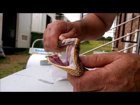 Puffadder fangs