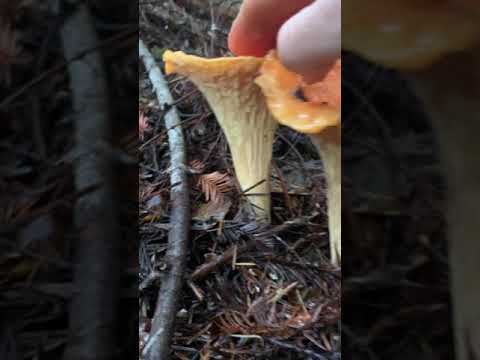 Video: Chanterelle шорпосу