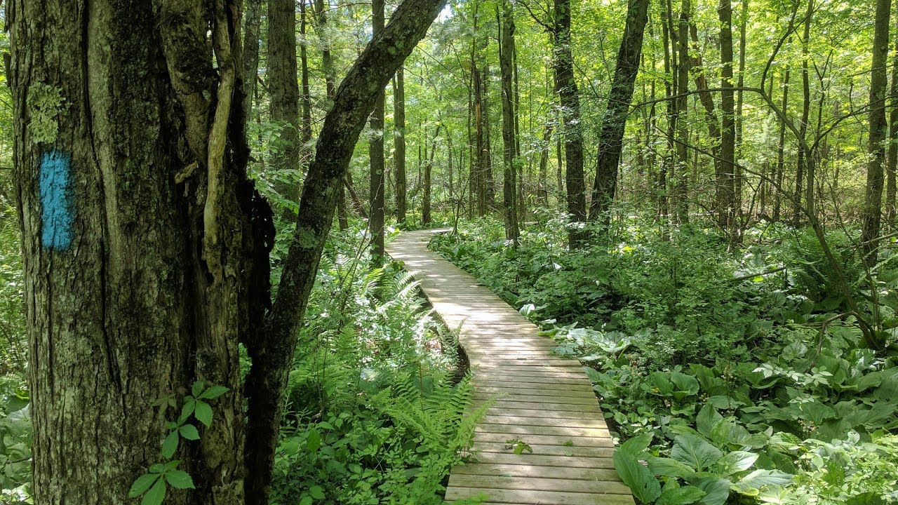 North Country Trail in Michigan section hike and lunch