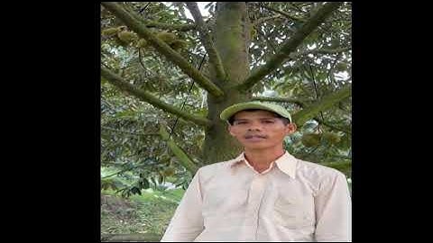 Sầu Riêng Anh Phong Cái Bè, Tiền Giang