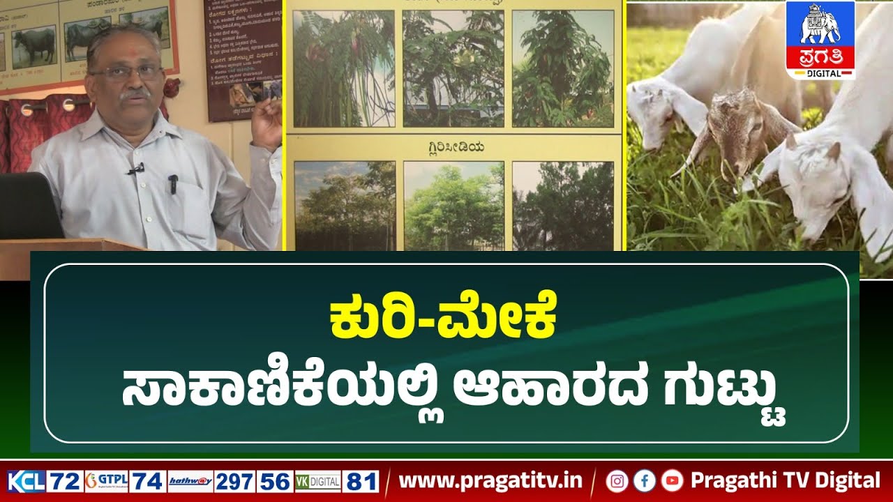 RAITHA PRAGATHI | ಕುರಿ-ಮೇಕೆ ಸಾಕಾಣಿಕೆಯಲ್ಲಿ ಆಹಾರ ನಿರ್ವಹಣೆ- ಇಲ್ಲಿದೆ ಬೆಸ್ಟ್ ಟಿಪ್ಸ್ | PRAGATHI TV