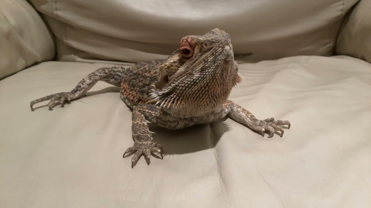 Bearded dragon