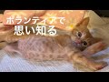【99】主婦は見た、保護ボランティアの活動の一片。猫嫌い夫、猫沼に堕ちる