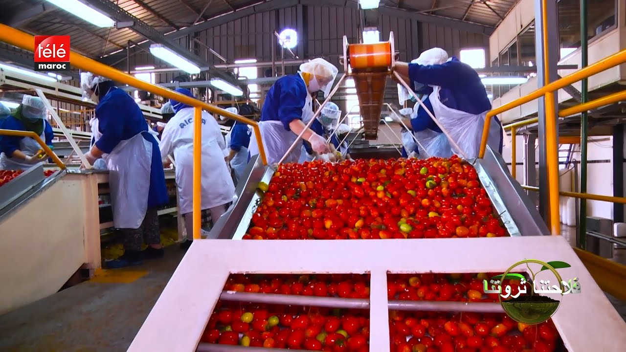 فلاحتنا ثروتنا : تعرفوا على نظام التجميع الفلاحي بالمغرب و منافعه على الفلاحين و المستثمرين