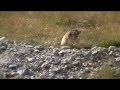 Just some cute marmots : )