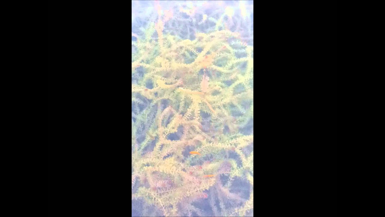 Colobra d'aigua o Serp d'aigua (Natrix maura).