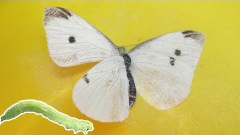 Eliminate Cabbage Worm & Cabbage Butterfly In The Garden | Organic Pest Control | Pieris rapae