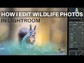 How I edit WILDLIFE photos in lightroom