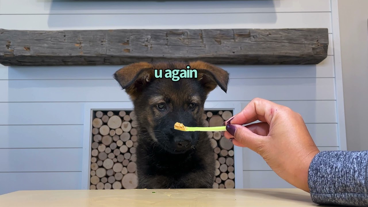 Puppies First Food Review