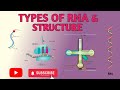 TYPES OF RNA AND STRUCTURE | EXPLANATION IN HINDI 💯