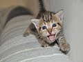 Cute Cats and Little Kittens Meowing and Talking Compilation