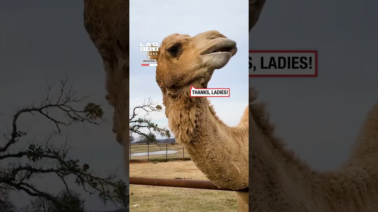 Camel Steals a Soda and Downs It on the Spot 🤣🥤