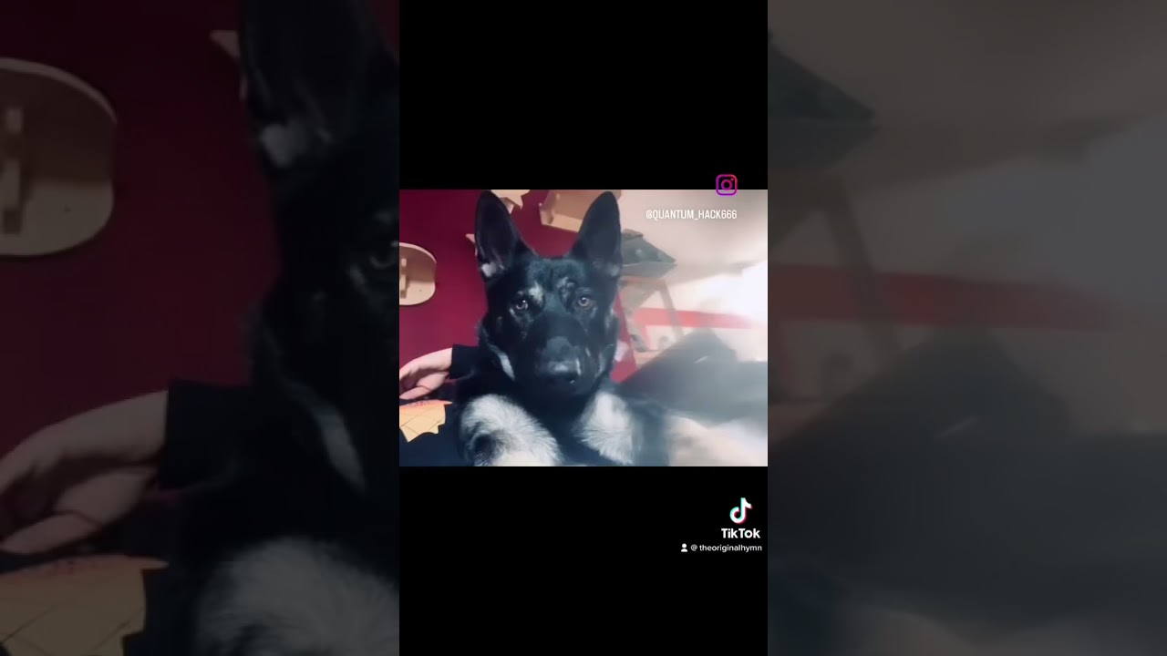 Loki bear so photogenic 🥹🐶 📷 