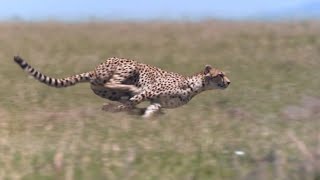 Cheetah - Chase Compilation