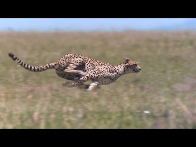 Cheetah - Chase Compilation class=