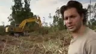 Witness the Terrible Destruction of Borneo's Rainforest | Endangered Animals | BBC Studios