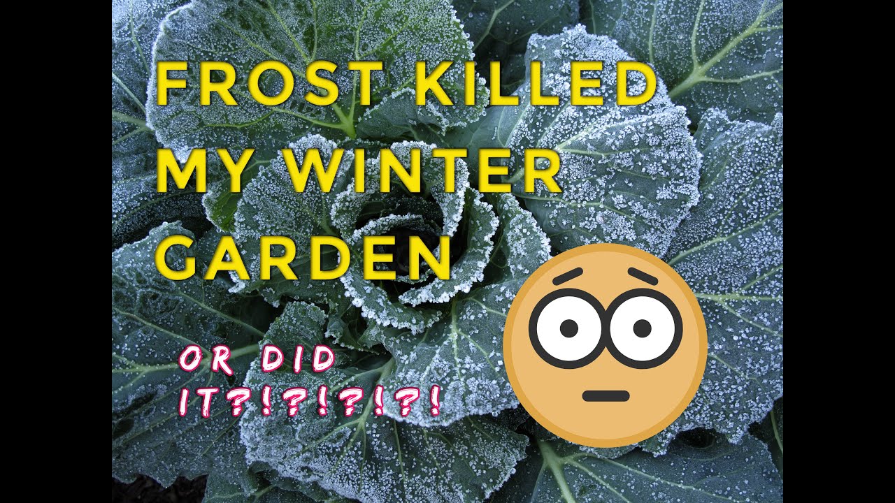 SC Frost Killed My Lettuce! YouTube