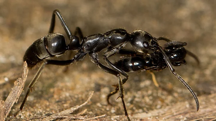 新发现：蚂蚁竟会在战场上救援伤兵 - 天天要闻