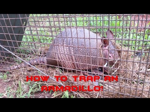 How to catch an Armadillo