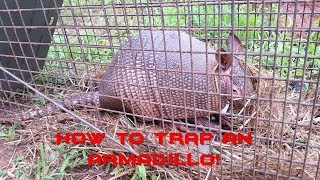 How to catch an Armadillo