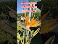 #ดอกนกแก้ว #เมียฝรั่งชนบท #sohrts #garden #ชีวิตต่างแดน #เกษตรพอเพียง