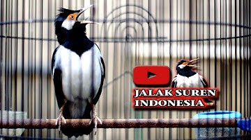 SUARA JALAK SUREN BIKIN JALAK LAIN BUNYI BONGKAR ISIAN #jalaksuren