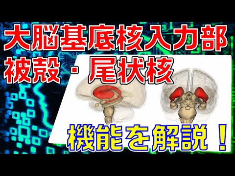 【脳科学・神経科学】大脳基底核の入力部である被殻・尾状核の各機能を解説します！