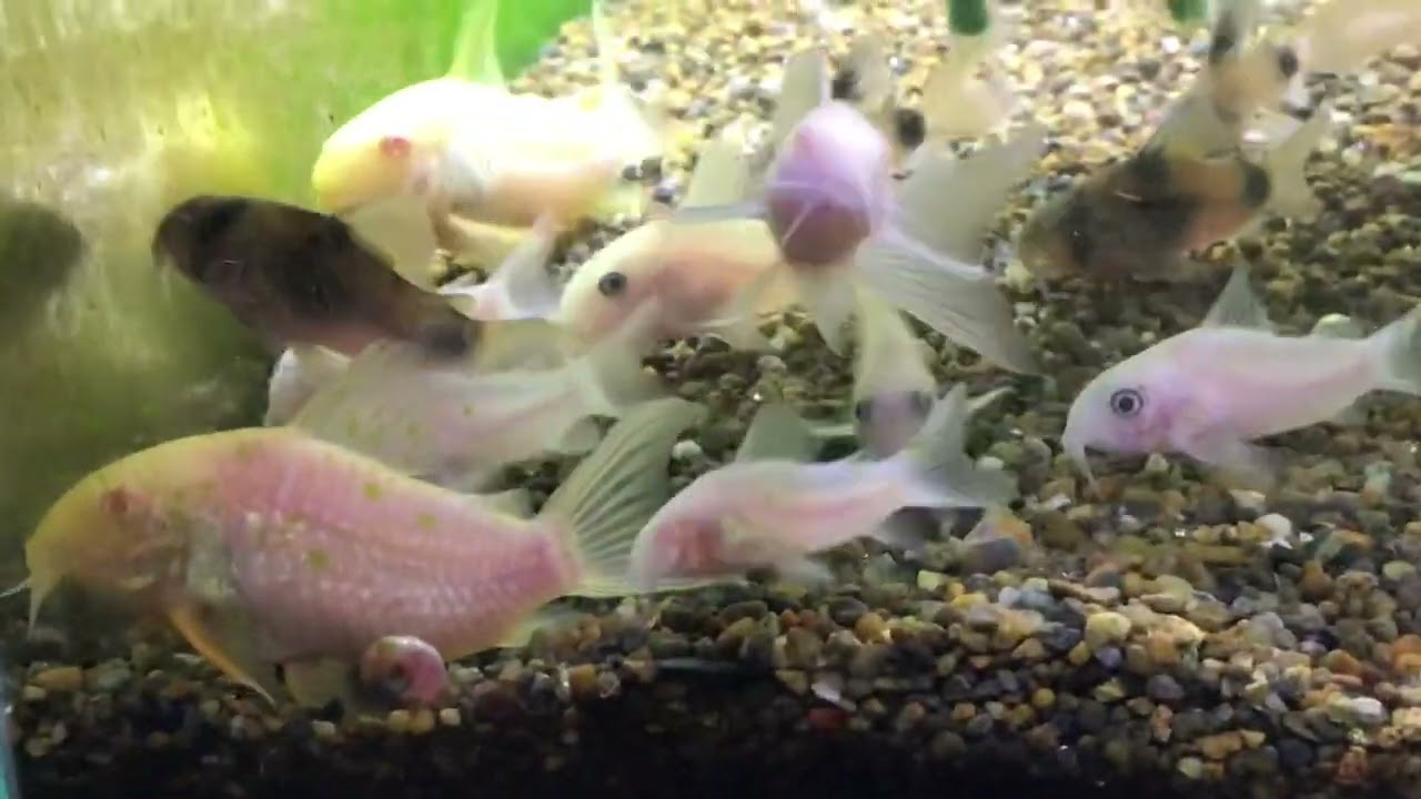 コリドラス アルビノロングフィンパンダ Youtube