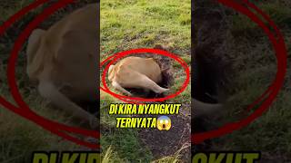 Jangan kedip! Isi lubang ini bikin jantungan 😱 #singa #babihutan