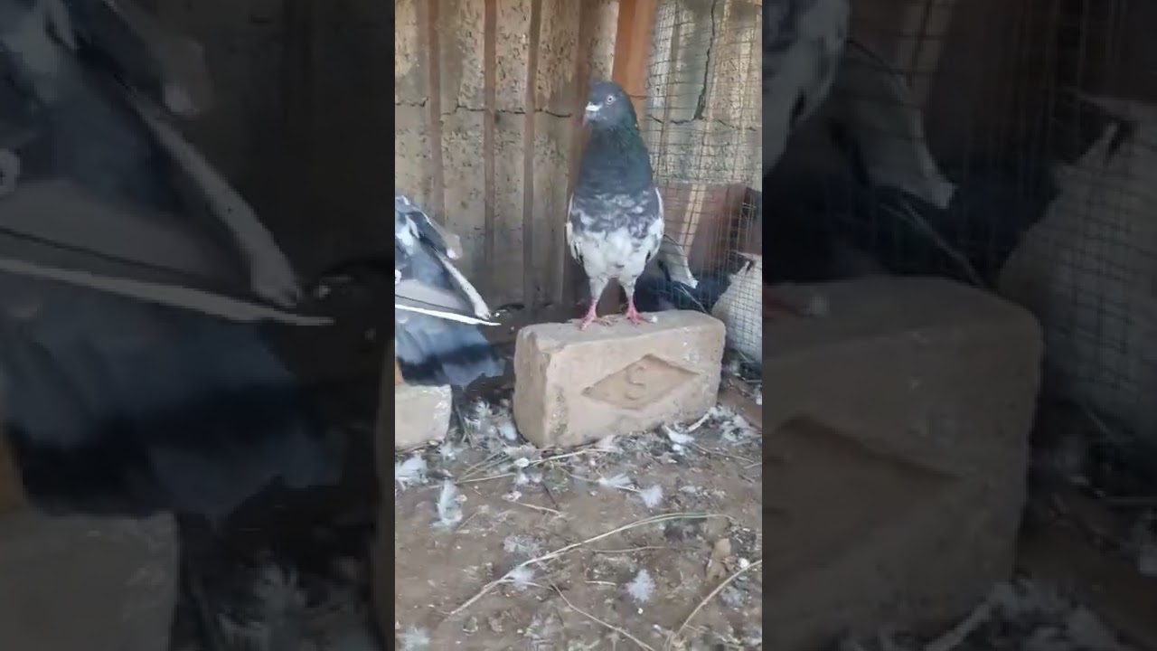 ||🕊️Flying pigeon💞||High quality fly pigeon