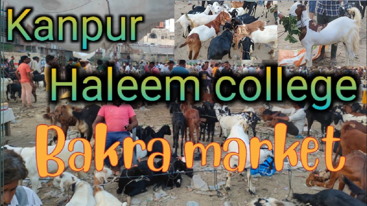#Kanpur/Haleem college/Bakra bazar/bahot hi sasta bakra hai bhai/ kashaf khan vlogs